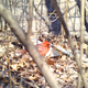 A photo of a cardinal taken by the dG